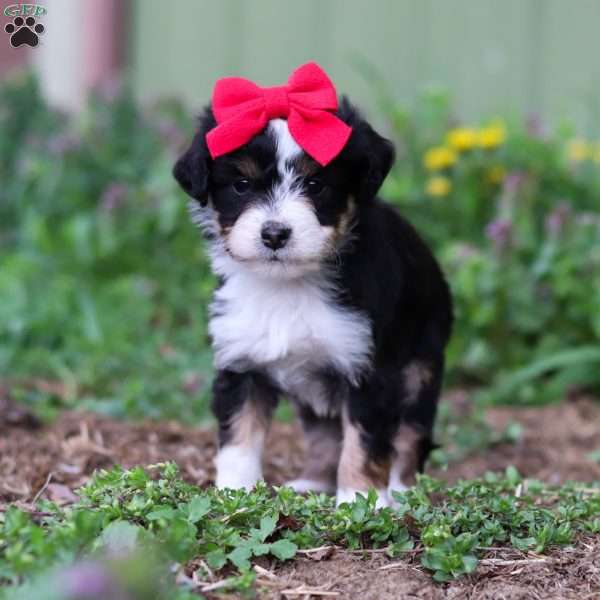Bella, Mini Aussiedoodle Puppy